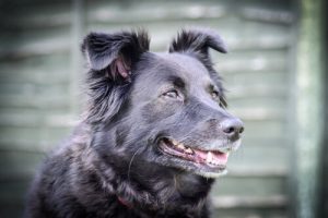 Hoe je een boze hond moet kalmeren