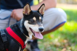 Mijn hond is geen kind, maar ik ben wel zijn ouder