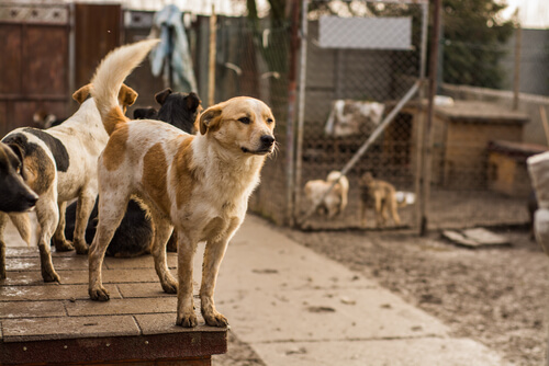Honden in het asiel