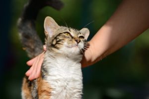 Een kat bezoekt het graf van zijn eigenaar dagelijks