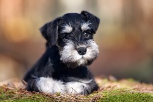 Schnauzers: onze beste vrienden