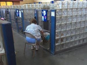Vrouw leest honden voor in het asiel