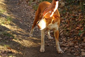 Koppel weigerde hun eigen achtergelaten hond terug te nemen