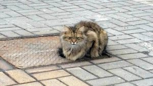 Achtergelaten kat wacht een jaar lang op zijn eigenaren
