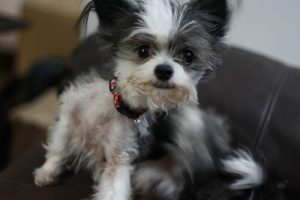 Onze favoriete anti-vlooienbehandelingen