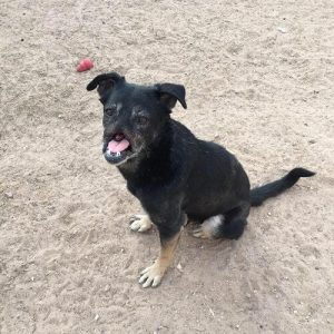 Anubis de hond op reis naar liefde en zorg