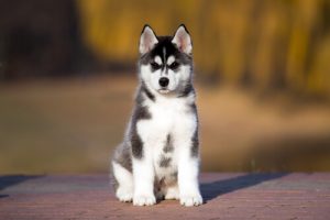 Gebruik appelazijn ook voor je huisdieren