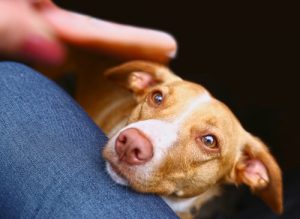 Praktische tips om je hond te laten stoppen met bedelen om eten