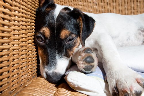 Waarom krijgt een hond diarree?