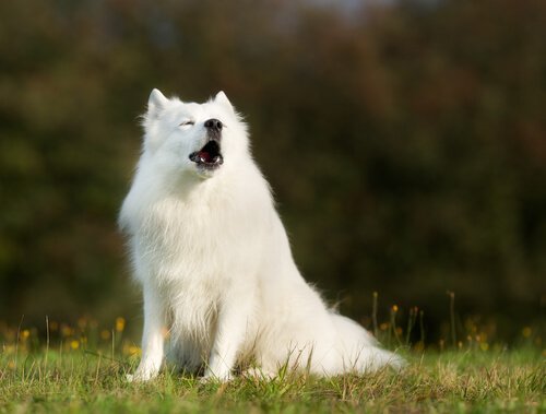 Waarom huilen honden