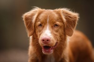Waarom je geen blaffende honden moet straffen