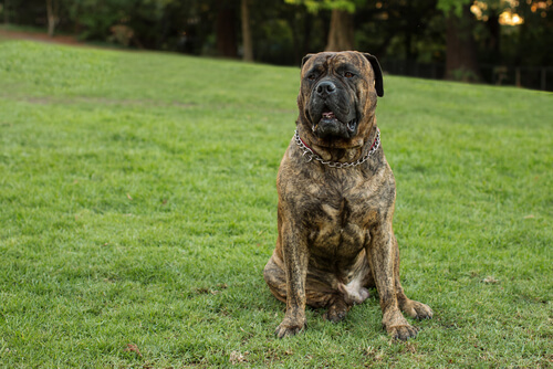 Bullmastiff
