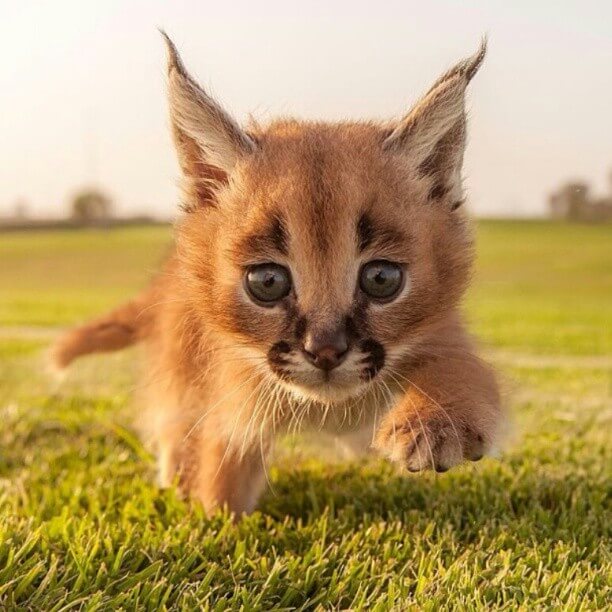Caracal buiten