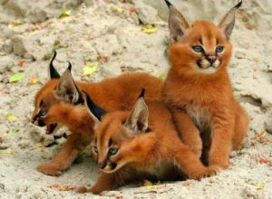 Dierenfeiten: weet je wat een caracal is?