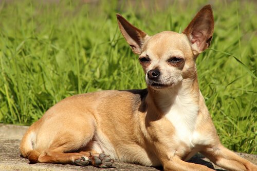 chichuahua in de zon