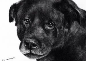 Sociale media roepen op tot actie na de dood van Cholito