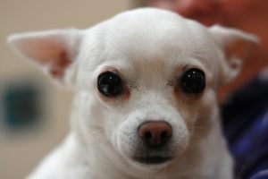 Hoe je slaapzand uit de ogen van je hond verwijdert