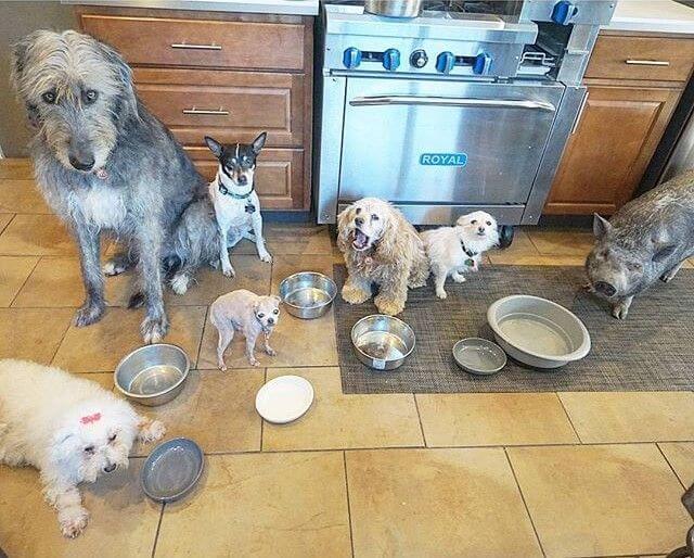 Adoptie van 10 honden en een varken