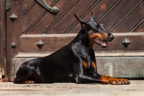Dobermann Pinscher