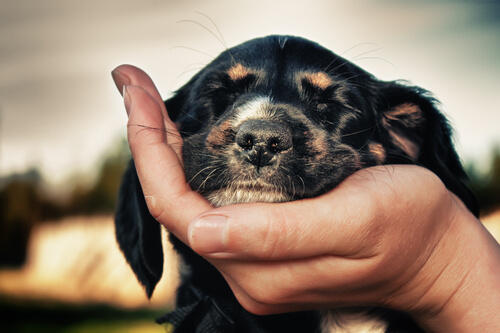 Hond met gesloten ogen