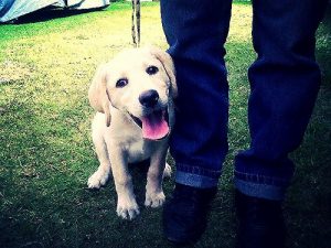 Waarom je hond je altijd achtervolgt