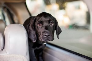 Tips voor het reizen met je hond in de auto