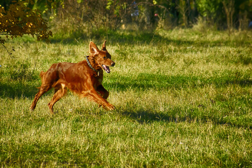 Loslopende hond in het park