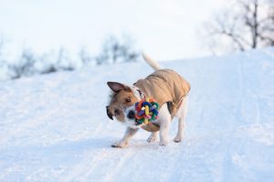 Waarom schudden honden met speeltjes?