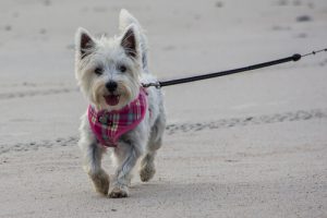 Wandelen met de hond - enkele veelgemaakte fouten