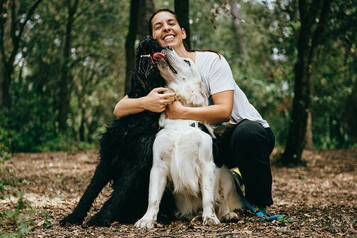 Honden knuffelen in het bos