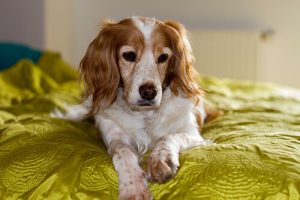 Waarom ruiken honden aan je kruis?