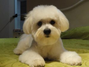 Honden die je in een appartement kunt houden