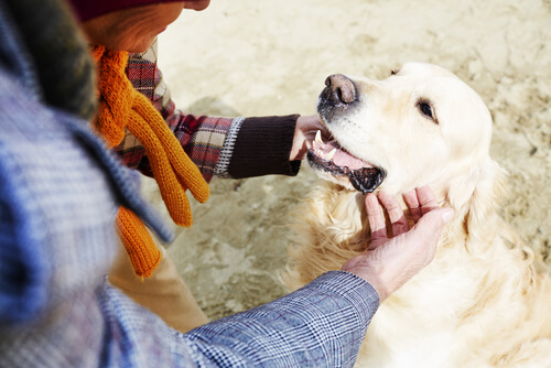 Vrouw aait hond