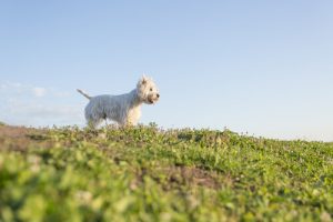 Een huisdier verliezen: sinds je er niet meer bent