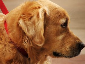 7 huismiddeltjes tegen vlooienbeten