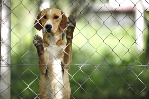 Gekooide hond: Chinees Hondenvleesfestival