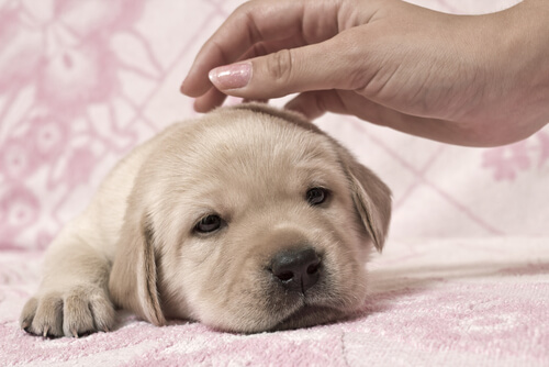 Golden retriever puppy.