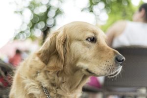 5 Goede redenen waarom je een grote hond moet adopteren
