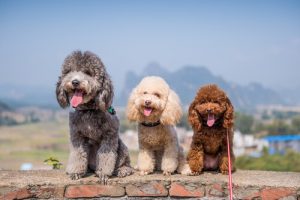 Honden in rasgroep 8: rassenclassificatie volgens de FCI