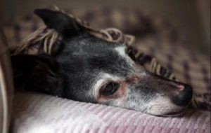 Het vaarwel van Walnut: een liefdevol afscheid