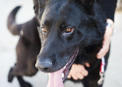 Honden als huisdier in plaats van vlees