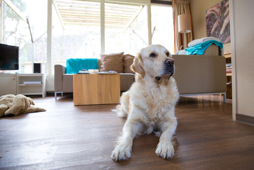 Een hond in huis