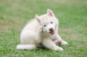 Ontdek waarom honden zichzelf krabben