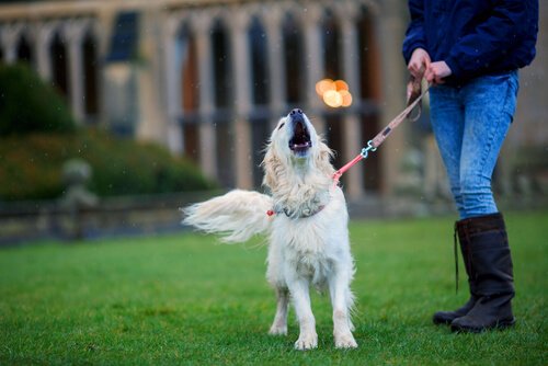 Waarom huilen honden?