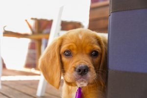 10 Dingen die je niet mag doen als je honden respecteert