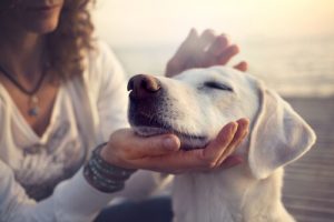 Hoe je hond verwennen kan zorgen voor agressie