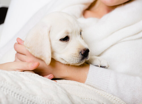 Honden voor bejaarden