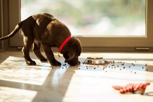 Hoeveel maaltijden zou je hond moeten hebben?