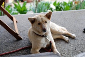 Wat je moet doen als je huisdier vergiftigd is