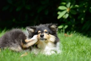 6 Huismiddeltjes tegen vlooien
